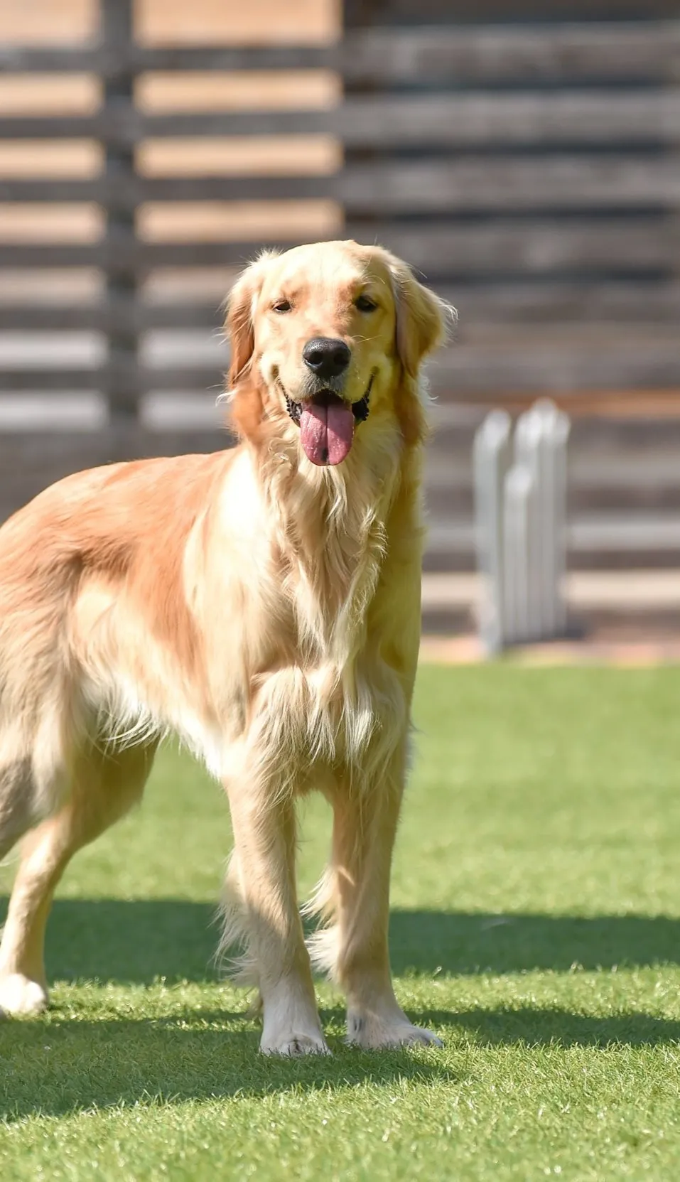 Brians-Flooring-Design-Outdoor Pet | Brian's Flooring & Design